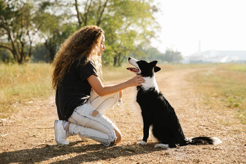 Pet-friendly facilities on Irish Ferries crossings